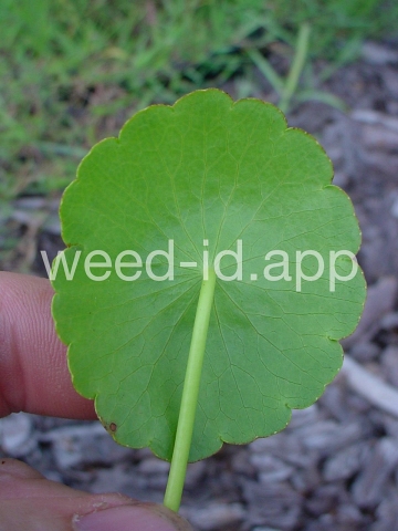 pennywort, whorled